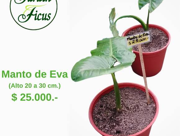 Hermosa planta Manto de Eva