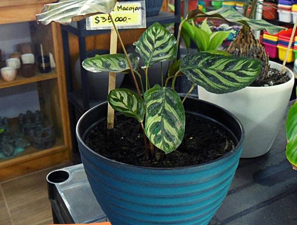 Jardín Ficus ofrece hermosas Plantas de Interior