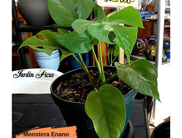 Jardín Ficus ofrece hermosas plantas de Interior