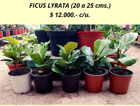 Ficus Lyrata - Oferta