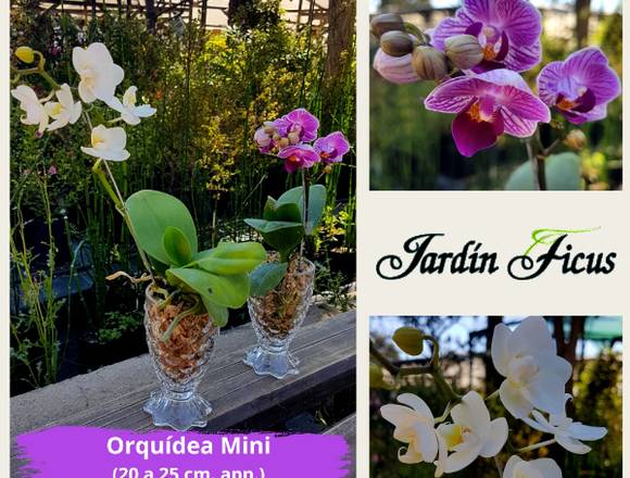 Orquídea Mini en Jardín Ficus