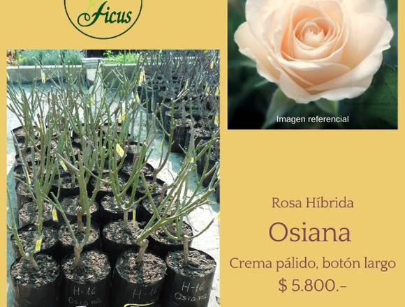 Rosas Híbridas Osiana