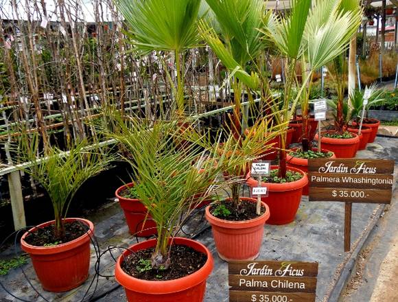 Jardin Ficus Quilpué les ofrece Palmas Chilenas