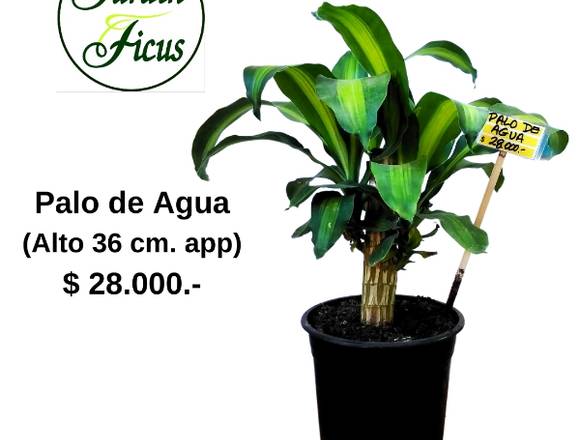 Palo de Agua (alto 36 cms. app.)