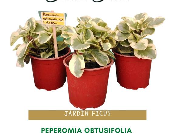 PEPEROMIA OBTUSIFOLIA 