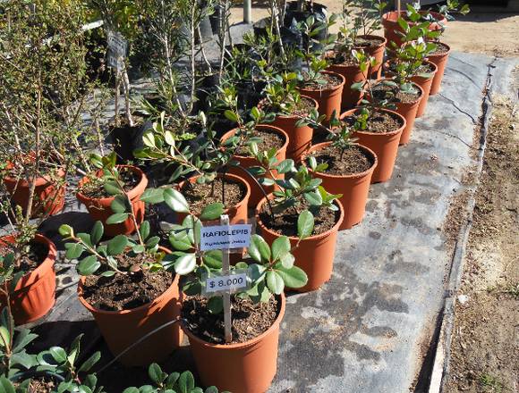 Jardín Ficus Quilpué les ofrece Rafiolepis