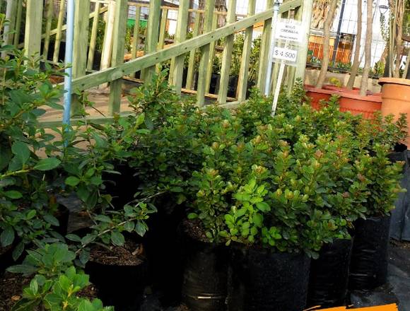 Plantas para jardín y cercos vivos