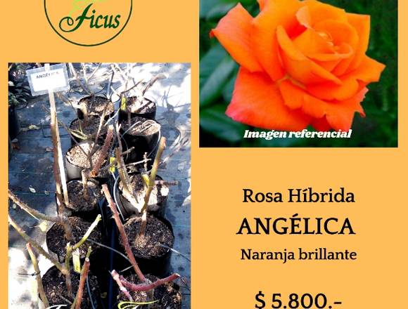 @jardinficus les ofrece Rosas Híbridas  ANGÉLICA 