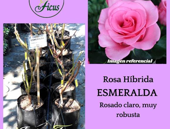 @jardinficus ofrece Rosas Híbridas ESMERALDA   