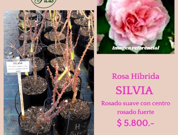  Rosas Híbridas de Té  (injertadas)  SILVIA 