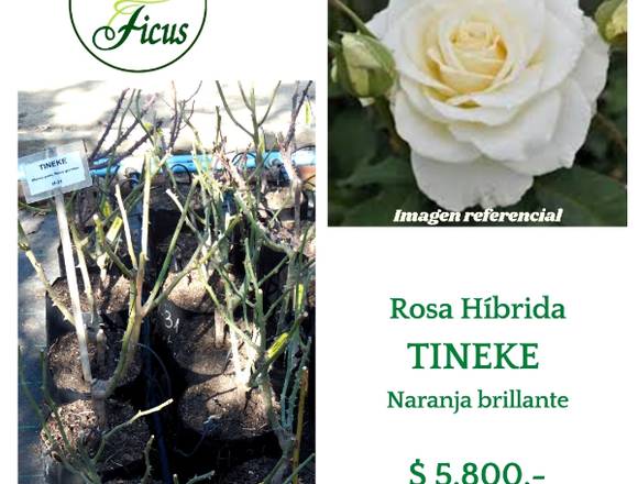 @jardinficus les ofrece Rosas Híbridas  TINEKE 