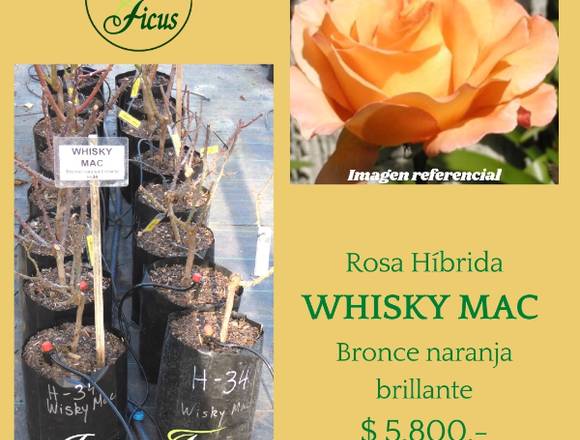 ROSAS ´HÍBRIDAS  WHISKY MAC  (Injertadas) 