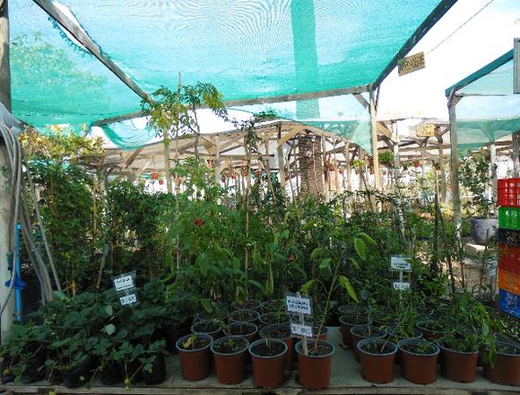 Jardín Ficus Quilpué  Planta Ají Cacho de Cabra