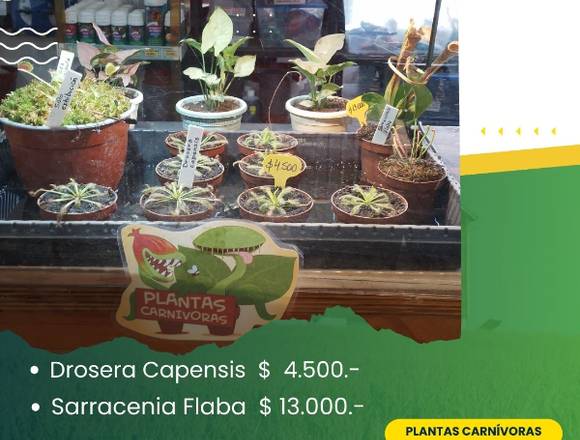 CARNÍVORAS: Drosera Capensis/Sarracenia Flaba    