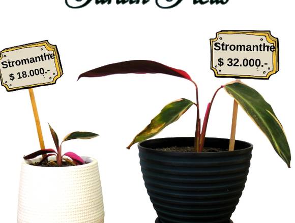 Jardín Ficus Stromanthe a $ 18.000.- y $ 32.000.- 