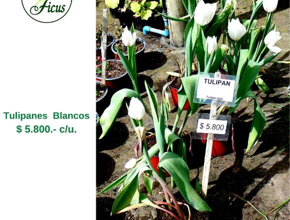 Jardín Ficus les ofrece hermosos Tulipanes blancos