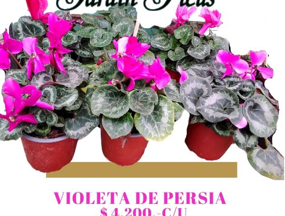 HERMOSAS VIOLETAS DE PERSIA 