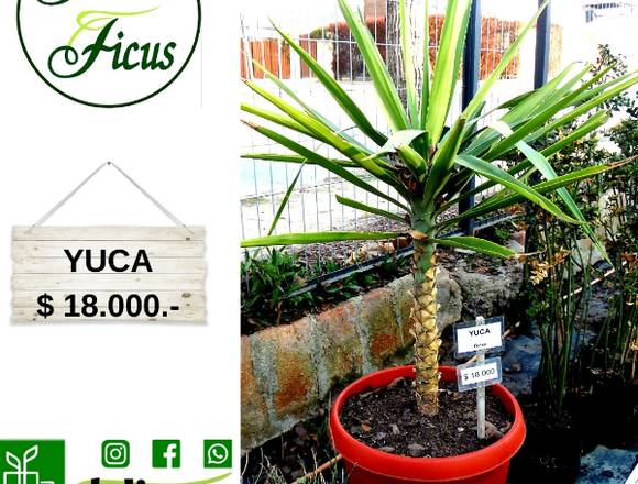 Jardín Ficus Quilpué ofrece bella Yuca  $ 18.000.-