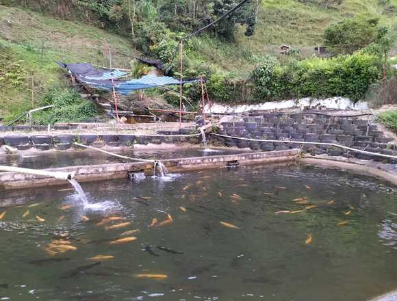 finca con piscina y truchera dia de sol