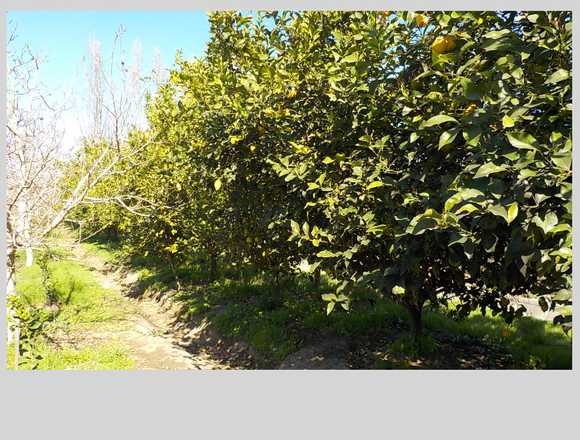 SAN FELIPE DUEÑA VENDE 12000M2 CON 1000 ALMENDROS