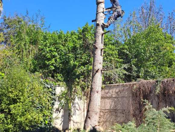 Jardinería poda y tala de árboles complejos Talca 