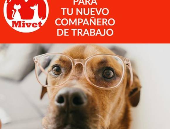 URGENCIAS-CIRUGIAS VETERINARIAS LAS 24 HRS