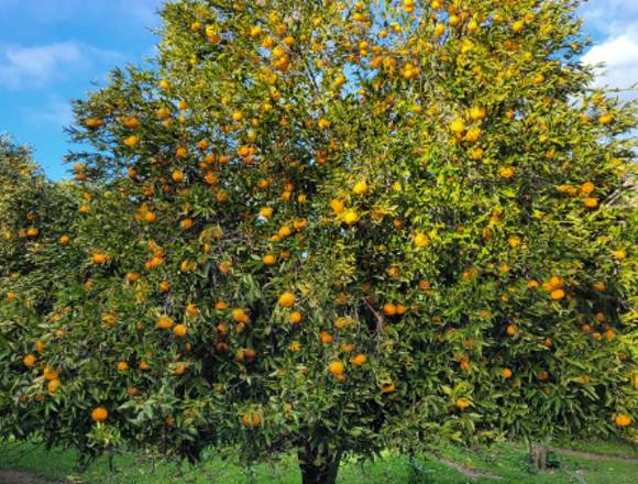 Venda de laranjas e tangerinas biológicas .