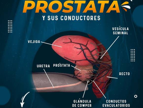 La Próstata y sus Conductas