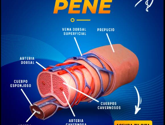 Anatomía Peneana....