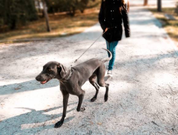 Paseadora Canina en Madrid