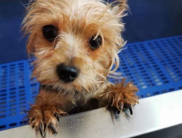 Peluqueria Canina Spa para mascotas