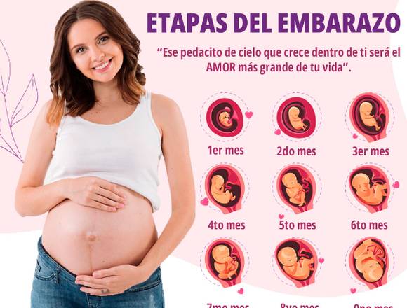 Estas son las etápas del embarazo