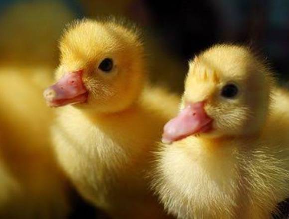 Venta de patos bebes