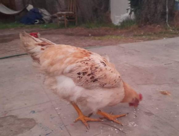 Venta de Gallinas Logradas