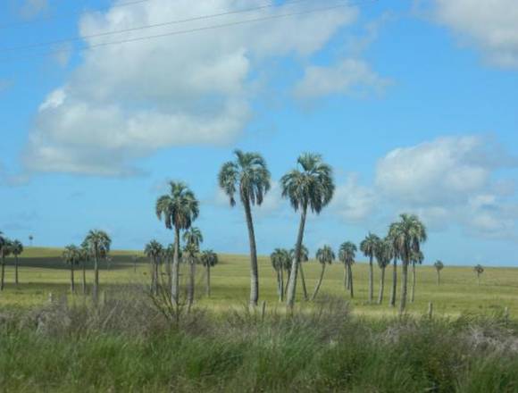 Campo en venta. Sobre ruta 10, Aguas Dulces 