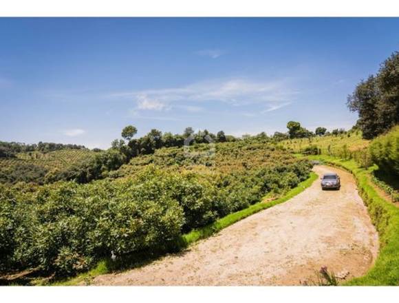 Granja Aguacate Hass en VENTA en San Pedro Sacatepéquez.