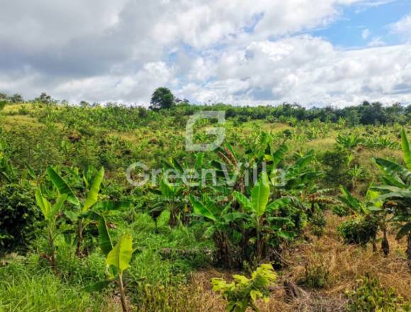 VENDO 11.8 HECTÁREAS EN TARAPOTO-LAMAS 