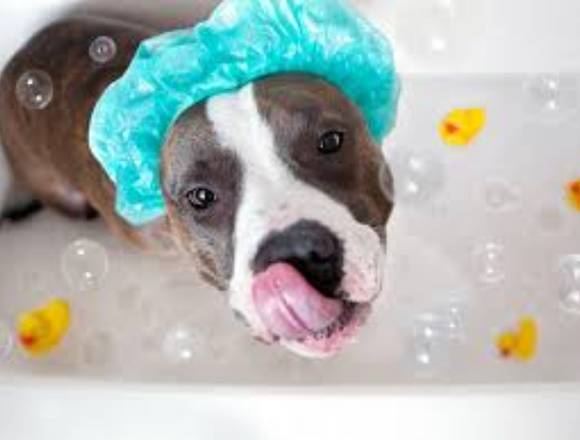 Baño de espuma para mascotas