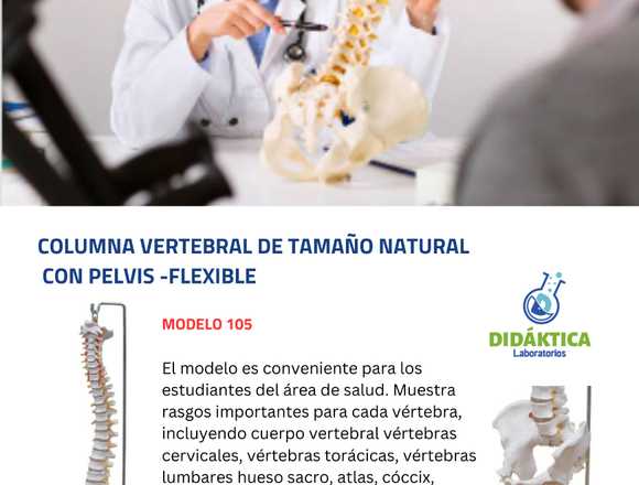 MAQUETA DE ESQUELETO HUMANO 