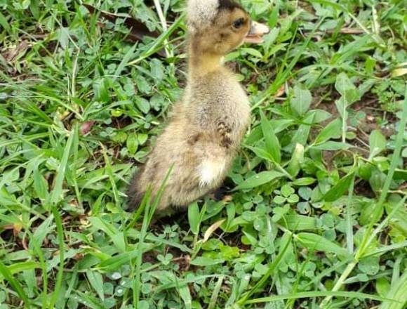 Patos de moño pequeños 