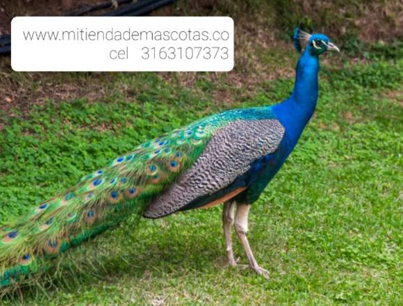 Pavos reales azules pareja e individuales 