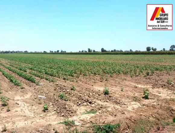 Venta de tierra agrícola 4.58 has en Caucato-Pisco