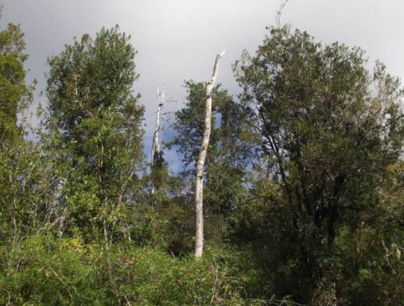 Parcela ecológica en Polincay