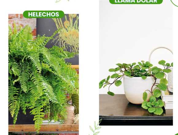 Plantas , Plantas ideales , Plantas hogar 