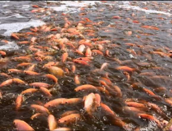 Sácale provecho a tu finca criando tilapia!