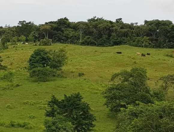 finca ganadera, cruce de arosemema, financiamiento