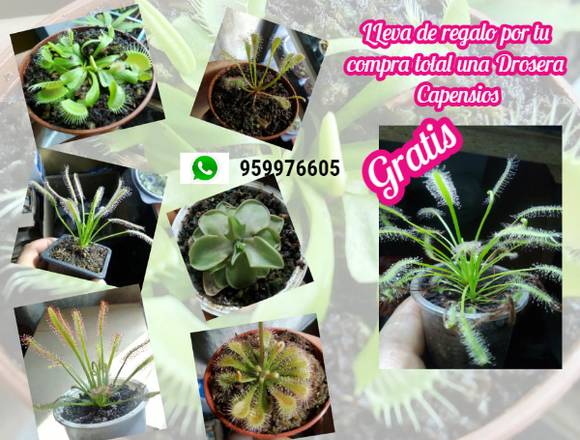 Plantas Carnivoras Atrapamoscas