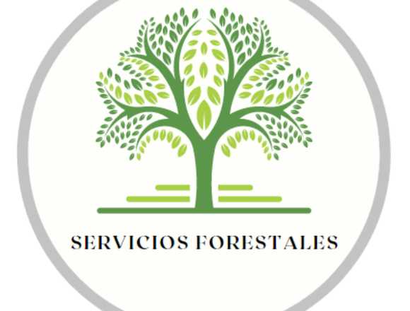 Ingeniero Ténico Forestal