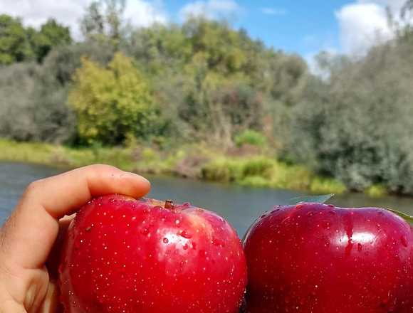 se venden manzana imperial gala 