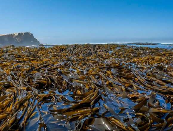 Algas marinas peruvian seaweed peruvian